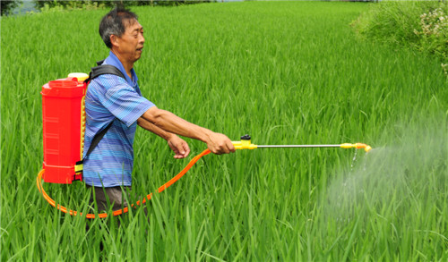 胡正云在按技术要求在水稻田喷药_副本.jpg