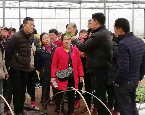 现场传授蔬菜嫁接技术.jpg