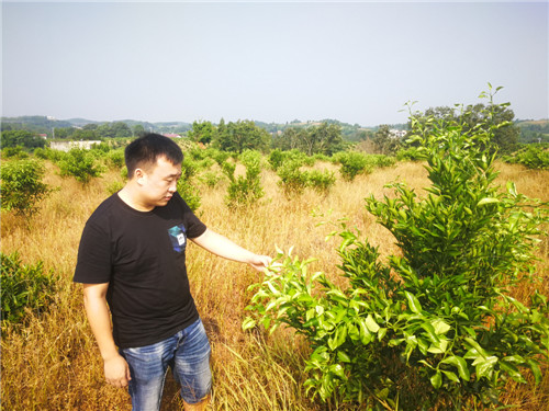 1-3应锡智在察看柑橘长势_副本.jpg