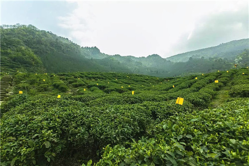 马边金星茶业开发有限责任公司周家沟茶园基地_副本.jpg
