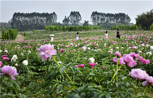 美如画！彭山百亩芍药花开惹人醉.jpg
