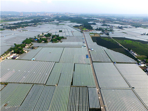 3.万亩葡萄基地。.jpg