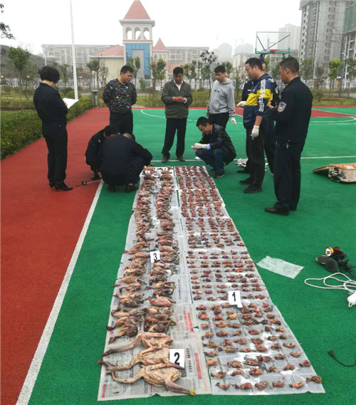 11·7非法狩猎案战果图二.jpg