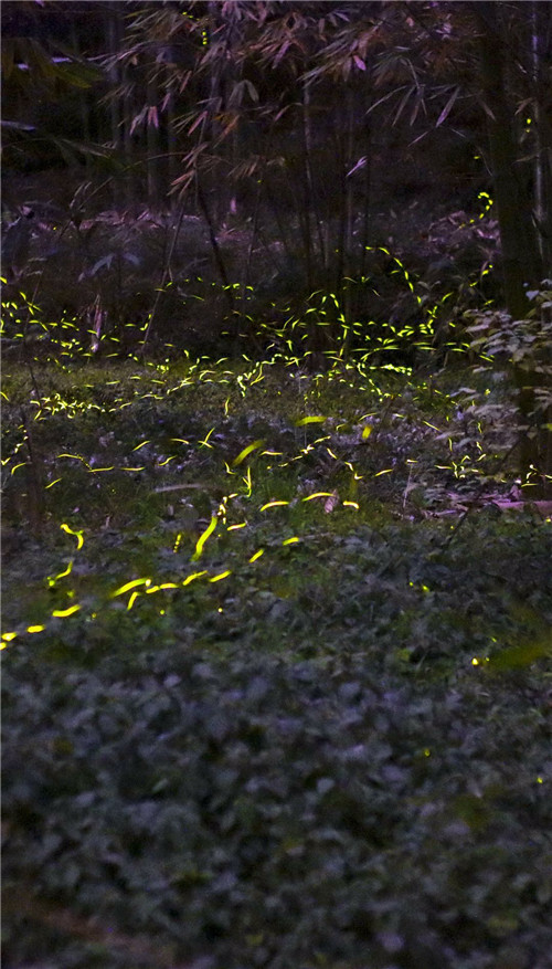 大美百家池（萤火虫）.jpg