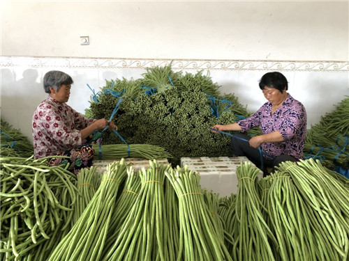 ▲收购点工作人员正在将豇豆捆绑打包.jpg