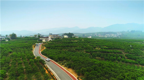 桔橙产业铺开乡村振兴路 陈春光摄.jpg