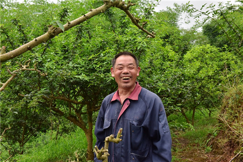 正在地里采摘藤椒的詹模高.jpg