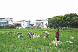 一田多收 稳了粮食 鼓了口袋