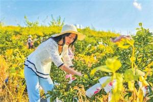 代虹：让老百姓种出好果子，卖出好价钱