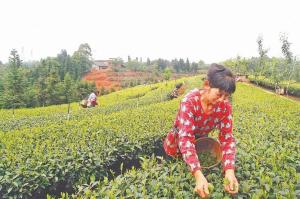 以路为媒 兴产业富乡亲