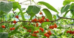 内江市市中区农旅融合绘就乡村振兴新图景 