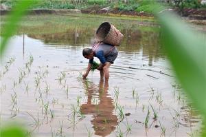 东兴区：水稻插秧忙