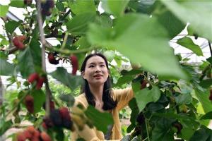 东兴区：小果桑 大产业