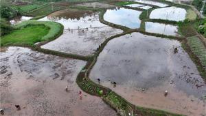 内江市东兴区：“再生稻”为“天府粮仓”赋能