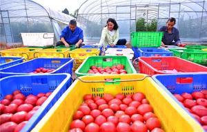 仁寿：大棚番茄藤上挂 乡村振兴“别样红”