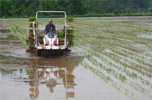 四川内江：早稻插秧忙