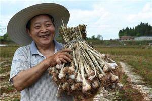 内江：紫皮大蒜喜丰收