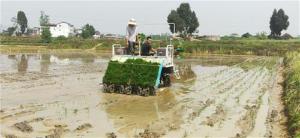 邻水县：机械化插秧助力春耕 奏响粮食增产提质进行曲
