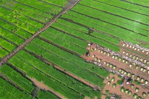 内江：集中育秧 助力春耕保丰产