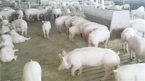 乡村振兴“猪”事旺！内江市市中区“生猪代养”走出富民强村路 