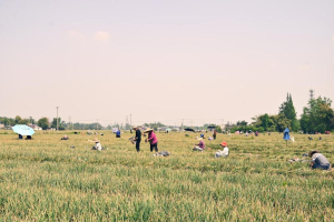军屯镇东林村：火葱满田 科技促增收
