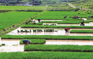 前锋区：田间地头绘“丰”景