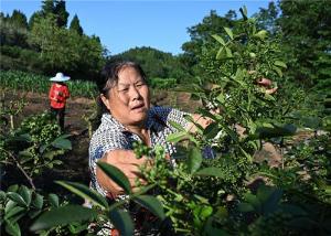 科技赋能提质效 良种良法种出“致富椒”——东兴区青花椒产业助力乡村振兴