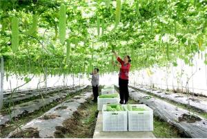 广安区：夏日丰景 苦瓜丰收集体增收