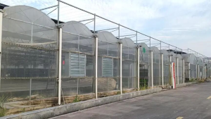 邻水县：小小菜苗孕育富民产业 智能大棚撑起村民“增收饭碗”