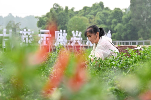 内江：“慧”种地，秋海椒“辣”出好“钱”景