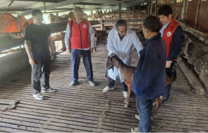 南江县：银龄科普进乡村 情暖重阳助养殖