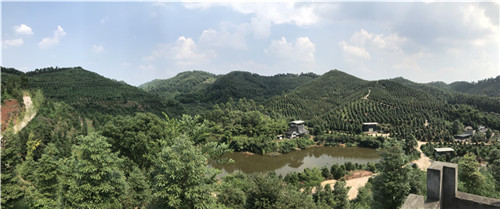 绿满彭山.jpg