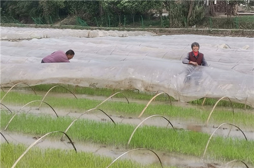 4.村民在地里劳作.jpg