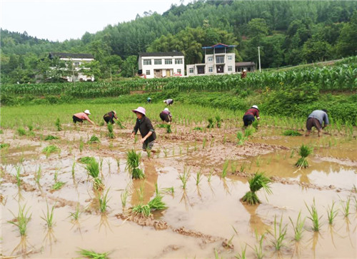 广安市枣山园区：红庙办事处全面展开水稻插秧工作