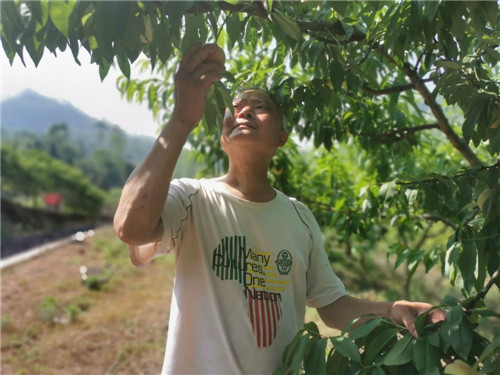 青神县：特色产业助力乡村振兴