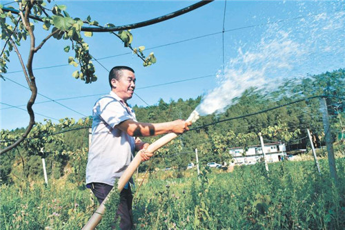 党员干部抗旱忙
