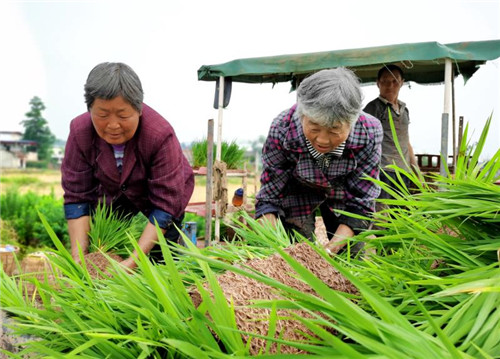 仁寿县：打响“抗旱抢种”攻坚战