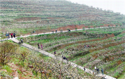 昔日荒山披新绿，土地改造出效益.jpg