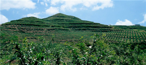 如今的花椒产业已经绿了山头，成为金山银山.jpg