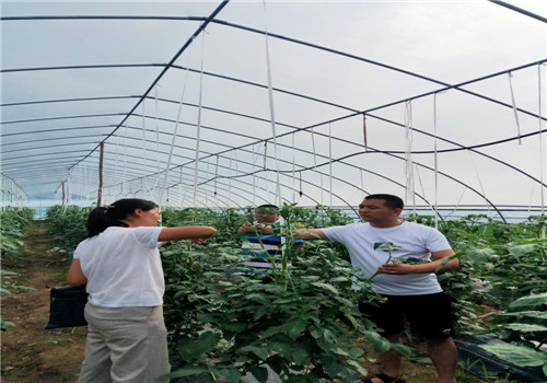 南江县：专家为种植大户解决难题
