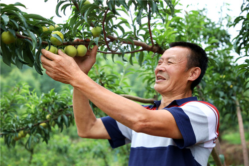 丹棱县：68岁果农钟情李子种植