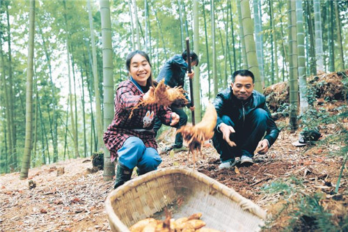 纳溪区：林旅融合“竹”梦小康