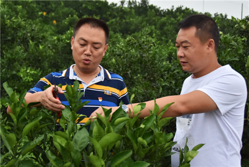科技人员张亚军（左一）正在赵刚的果园里指导果树种植相关技术。.jpg