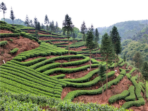 三合村内种植的茶叶。.jpg