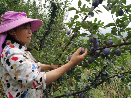 村民余华芬正在自家西梅李子园内打理李子树。.jpg
