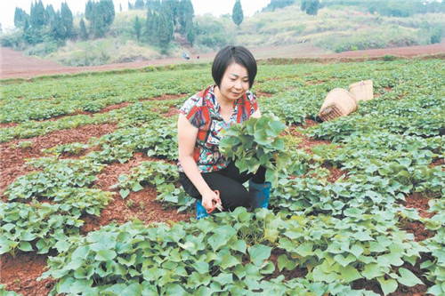 黄晓艳：“薯” 里淘金的新农人