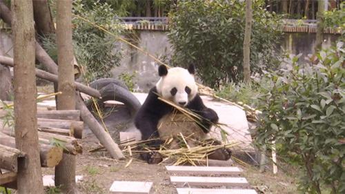 青神县：大熊猫“吃播”迎盛会
