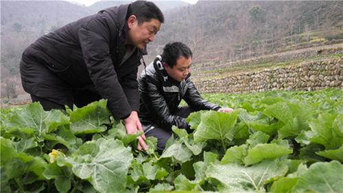 平武县：专家指导助丰产