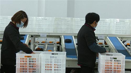 助力椪柑产业发展 青神县冷链物流园正式投产