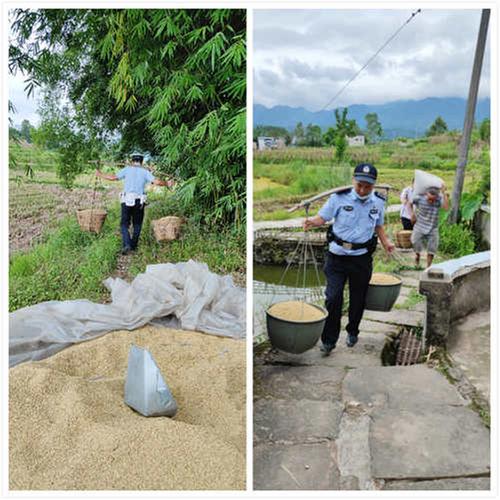 与暴雨赛跑 华蓥民警帮助群众抢收稻谷